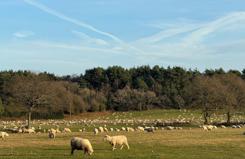 sheep in field