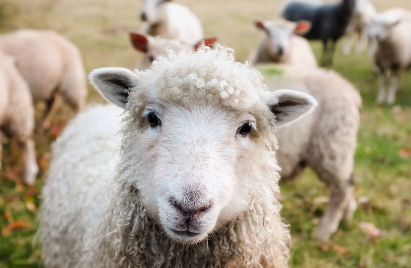 sheep in field