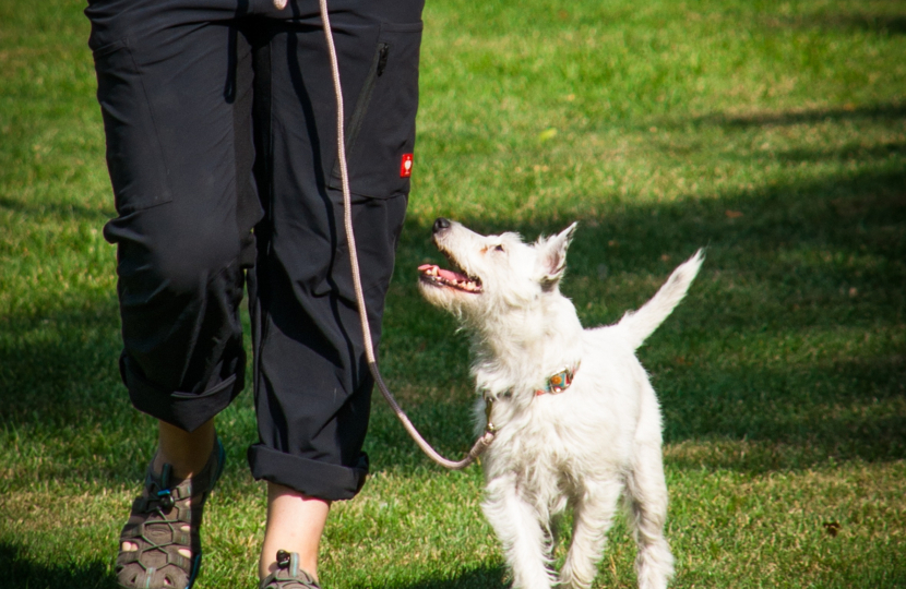 Person with a dog on a lead