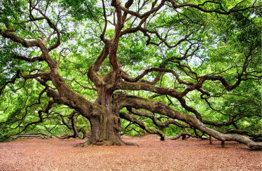 oak tree courtesy of pixabay