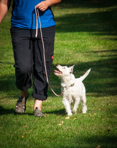 Person with a dog on a lead